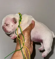 CHICO, a male French Bulldog for sale in Greensboro, NC – 2 of 7