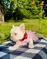 Cherry, a female French Bulldog for sale in Greensboro, NC – 3 of 10