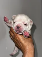 GODO, a male French Bulldog for sale in Greensboro, NC – 3 of 8
