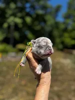 Moe, a male French Bulldog for sale in Greensboro, NC – 1 of 10