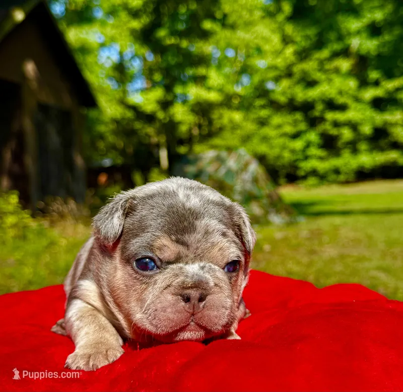 Molly – French Bulldog puppy for sale in Greensboro, NC
