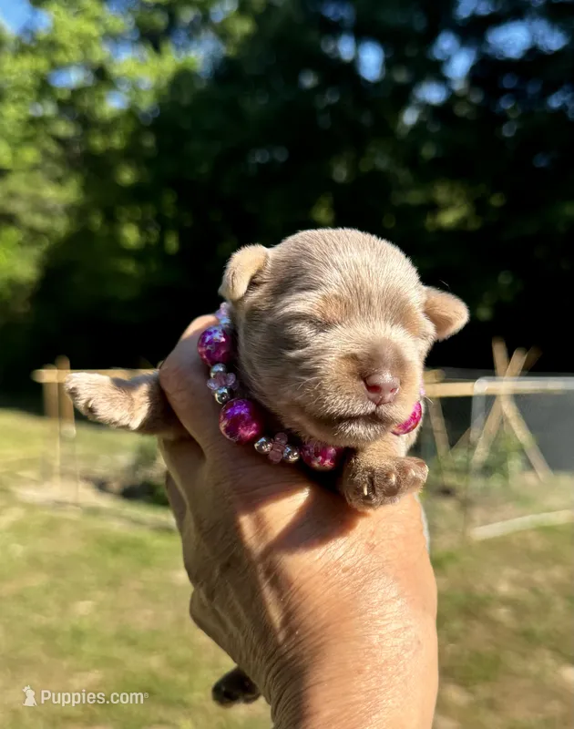 AKC Yorkie, Heidi – Yorkshire Terrier puppy for sale in Greensboro, NC