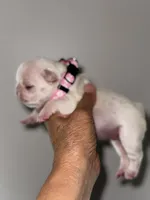 Gail, a female French Bulldog for sale in Greensboro, NC – 7 of 9