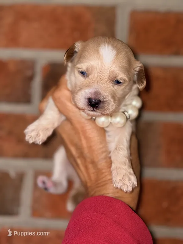 KOREAN TOY Maltipoo - Acorn  – Maltipoo, Poodle - Toy  puppy for sale in Greensboro, NC
