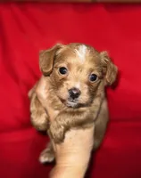 processed/e2226fea-284e-4cd2-965f-261834b3c2e8/listing/cdda06f1-50d1-4eb8-9b47-5f64ce984742/350afa20-e73a-4dfe-82d2-b107a65bfa5a