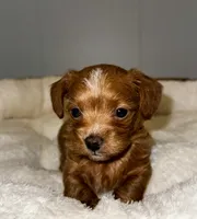 processed/e2226fea-284e-4cd2-965f-261834b3c2e8/listing/cdda06f1-50d1-4eb8-9b47-5f64ce984742/9c4e2e9a-b959-4a5d-8c0f-84de08cc6c32