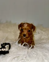 processed/e2226fea-284e-4cd2-965f-261834b3c2e8/listing/cdda06f1-50d1-4eb8-9b47-5f64ce984742/bb0b754c-4e36-47e3-952e-3b9f22cff4b0