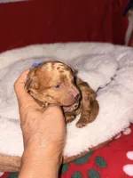 Archie-Korean toy Red Maltipoo, a male Maltipoo and Poodle - Toy  for sale in Greensboro, NC – 5 of 9