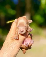 Pecan , a male Maltipoo and Poodle - Toy  for sale in Greensboro, NC – 4 of 9