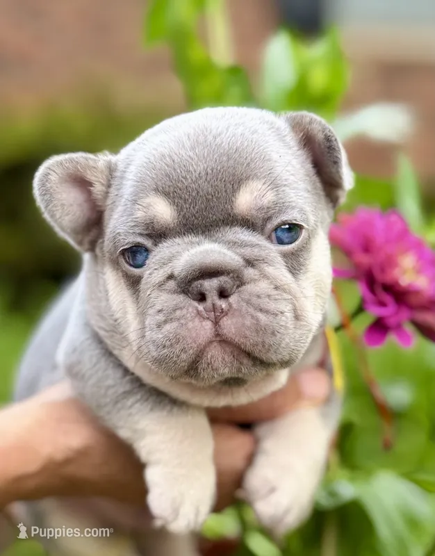 Duke – French Bulldog puppy for sale in Greensboro, NC