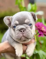 Duke, a male French Bulldog for sale in Greensboro, NC – 1 of 4