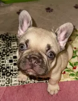 Miso, a male French Bulldog for sale in Greensboro, NC – 6 of 10