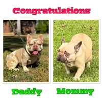 Milky, a male French Bulldog for sale in Greensboro, NC – 7 of 7