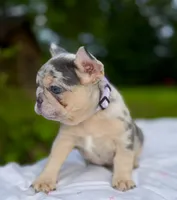 Molly, a female French Bulldog for sale in Greensboro, NC – 5 of 8