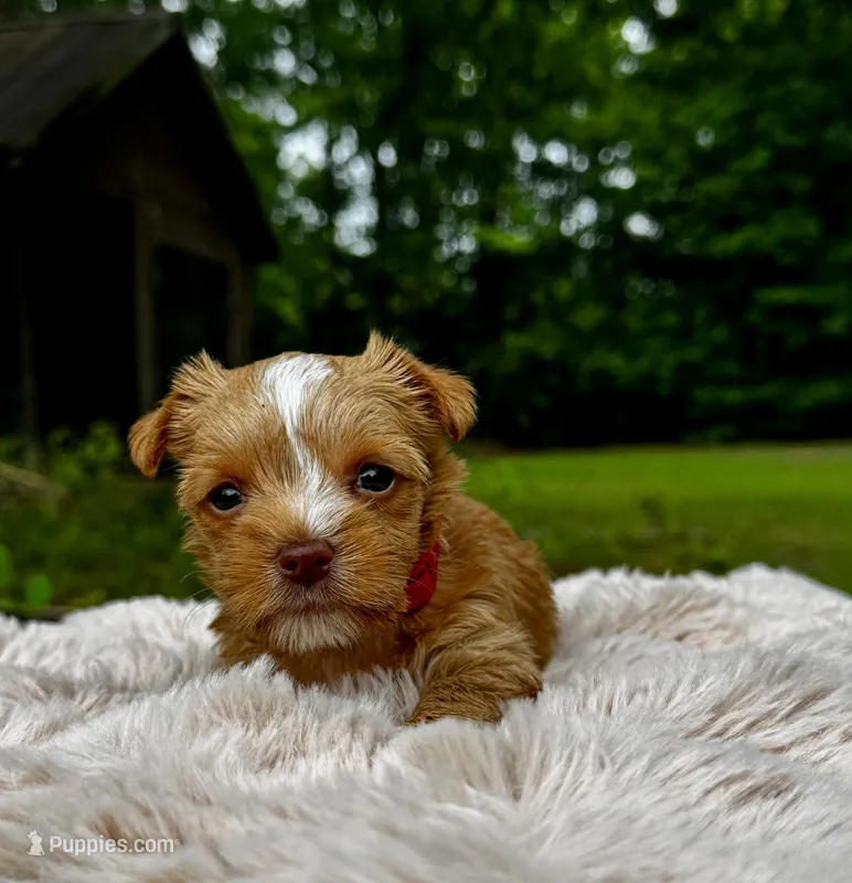 AKC Yorkie HONEY – Yorkshire Terrier puppy for sale in Greensboro, NC