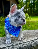 Golf, a male French Bulldog for sale in Greensboro, NC – 6 of 8