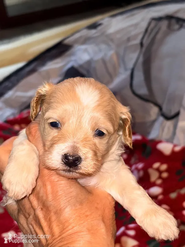 KOREAN TOY Maltipoo - Acorn  – Maltipoo, Poodle - Toy  puppy for sale in Greensboro, NC