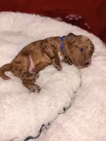 Archie-Korean toy Red Maltipoo, a male Maltipoo and Poodle - Toy  for sale in Greensboro, NC – 7 of 9