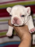 CHICO, a male French Bulldog for sale in Greensboro, NC – 9 of 10