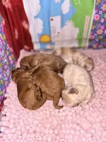 Amber-Korean Red Toy Maltipoo, a female Maltipoo and Poodle - Toy  for sale in Greensboro, NC – 6 of 10