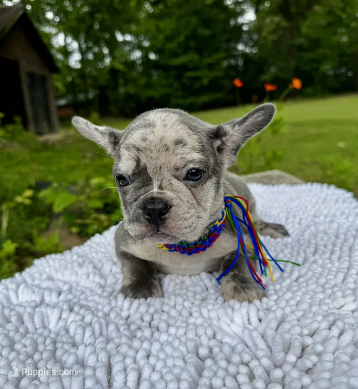 Moe – French Bulldog puppy for sale in Greensboro, NC