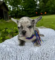 Moe, a male French Bulldog for sale in Greensboro, NC – 8 of 10