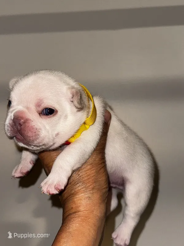 CHICO – French Bulldog puppy for sale in Greensboro, NC