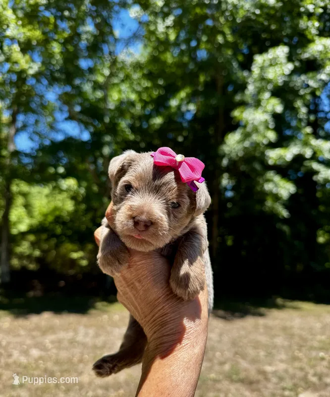 AKC Yorkie, Heidi – Yorkshire Terrier puppy for sale in Greensboro, NC