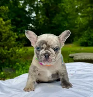 Mochi, a female French Bulldog for sale in Greensboro, NC – 6 of 10