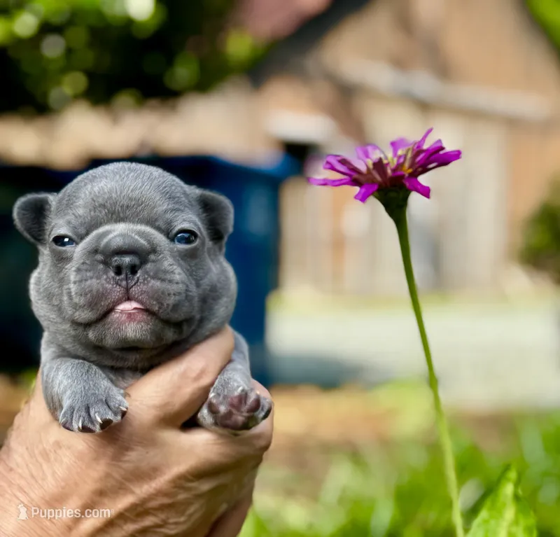 COBY – French Bulldog puppy for sale in Greensboro, NC