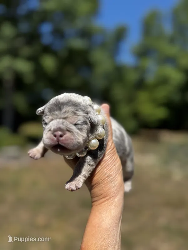 Molly – French Bulldog puppy for sale in Greensboro, NC