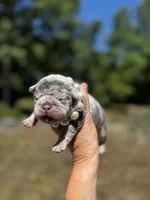 Molly, a female French Bulldog for sale in Greensboro, NC – 2 of 7