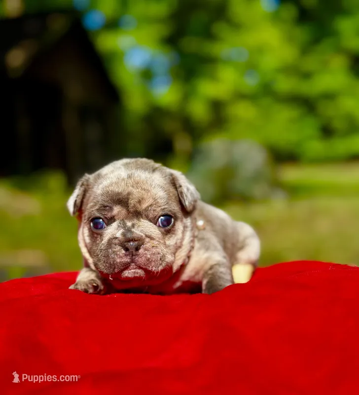 Mochi – French Bulldog puppy for sale in Greensboro, NC