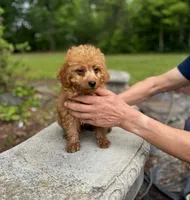 Goldie Teddy Lee, a male Poodle - Toy  for sale in Greensboro, NC – 3 of 5