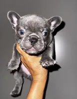 COBY, a male French Bulldog for sale in Greensboro, NC – 10 of 10
