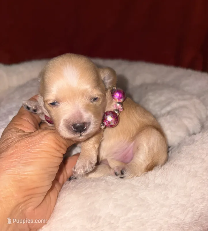 Korean Red toy Maltipoo-Apple – Maltipoo, Poodle - Toy  puppy for sale in Greensboro, NC