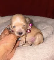 Korean Red toy Maltipoo-Apple, a female Maltipoo and Poodle - Toy  for sale in Greensboro, NC – 1 of 10