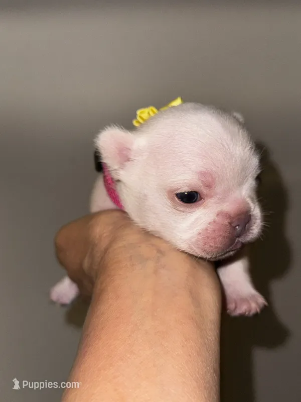 Cherry – French Bulldog puppy for sale in Greensboro, NC