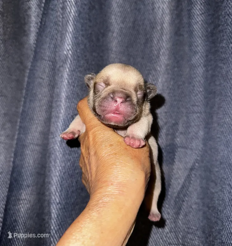 Miso – French Bulldog puppy for sale in Greensboro, NC