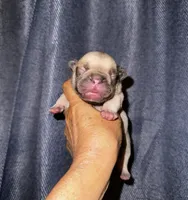 Miso, a male French Bulldog for sale in Greensboro, NC – 4 of 7