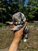 Molly, a female French Bulldog for sale in Greensboro, NC – 6 of 7