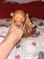 Amber-Korean Red Toy Maltipoo, a female Maltipoo and Poodle - Toy  for sale in Greensboro, NC – 9 of 10
