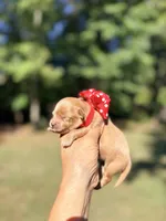 Peny, a female Maltipoo and Poodle - Toy  for sale in Greensboro, NC – 2 of 5