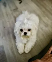 TULIP, a female Maltipoo and Poodle - Toy  for sale in Greensboro, NC – Photo 7 of 7