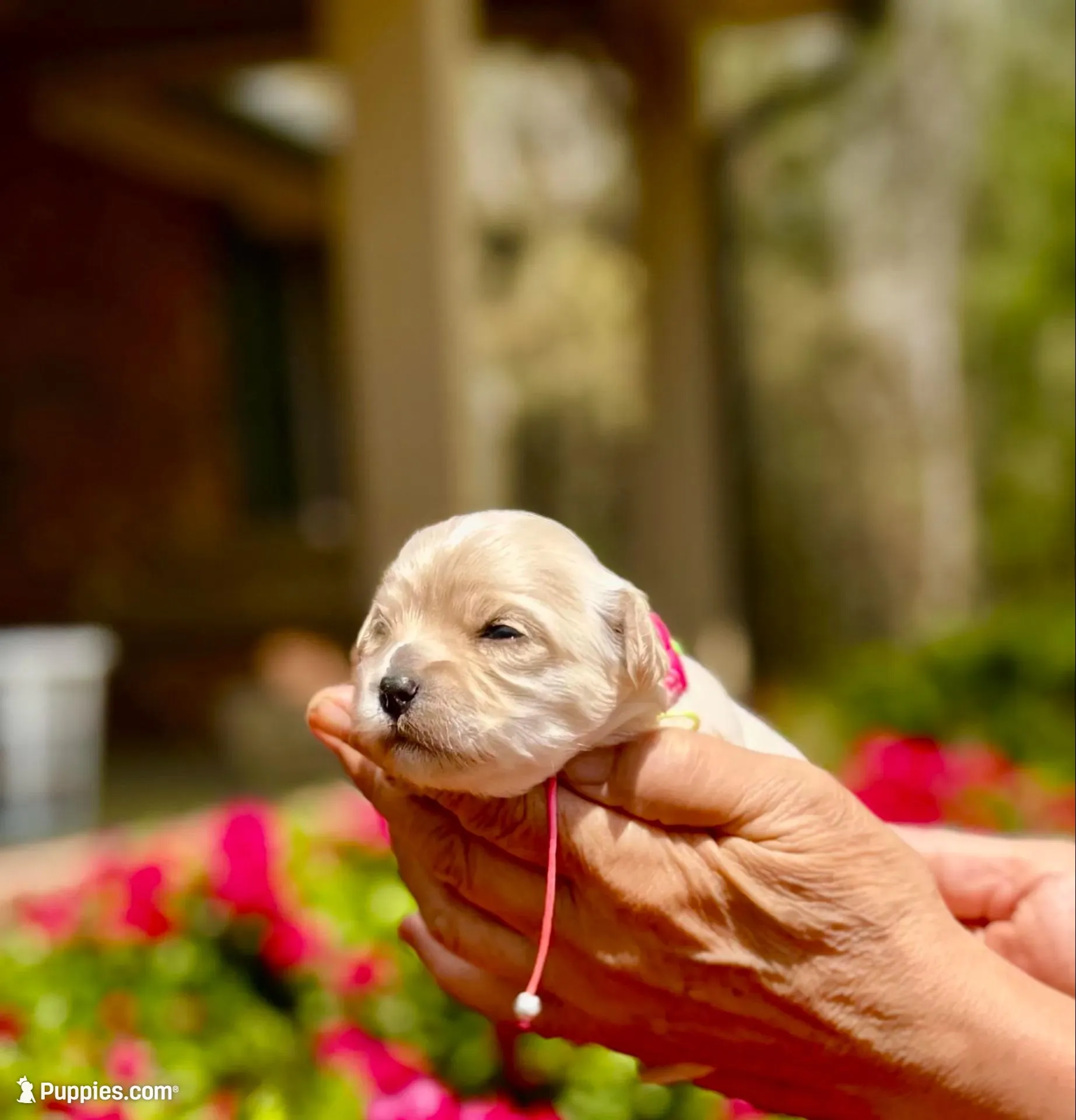TULIP - Korean Maltipoo girl, a female Maltipoo and Poodle - Toy  for sale in Greensboro, NC – Photo 6 of 9
