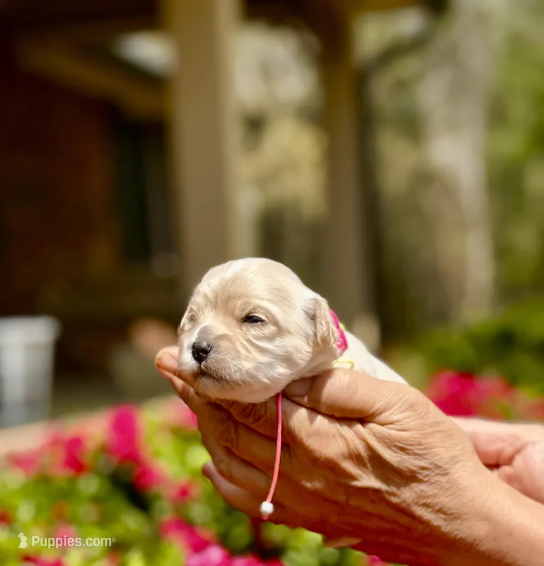 TULIP – Maltipoo, Poodle - Toy  puppy for sale in Greensboro, NC