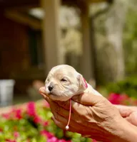 TULIP, a female Maltipoo and Poodle - Toy  for sale in Greensboro, NC – Photo 2 of 7