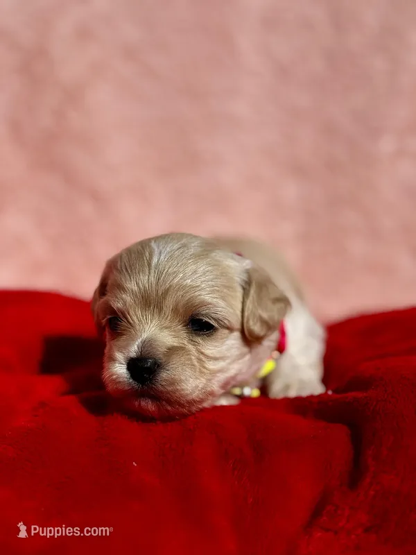 TULIP – Maltipoo, Poodle - Toy  puppy for sale in Greensboro, NC