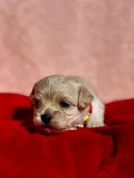 TULIP - Korean Maltipoo girl, a female Maltipoo and Poodle - Toy  for sale in Greensboro, NC – Photo 1 of 9