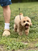 TULIP, a female Maltipoo and Poodle - Toy  for sale in Greensboro, NC – Photo 6 of 7
